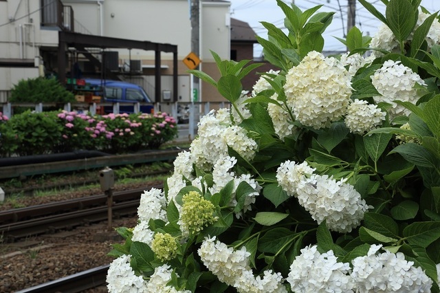 008_DPP_00001337.JPG